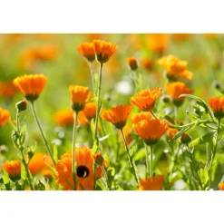 WELEDA Calendula Massageolie 100 ml