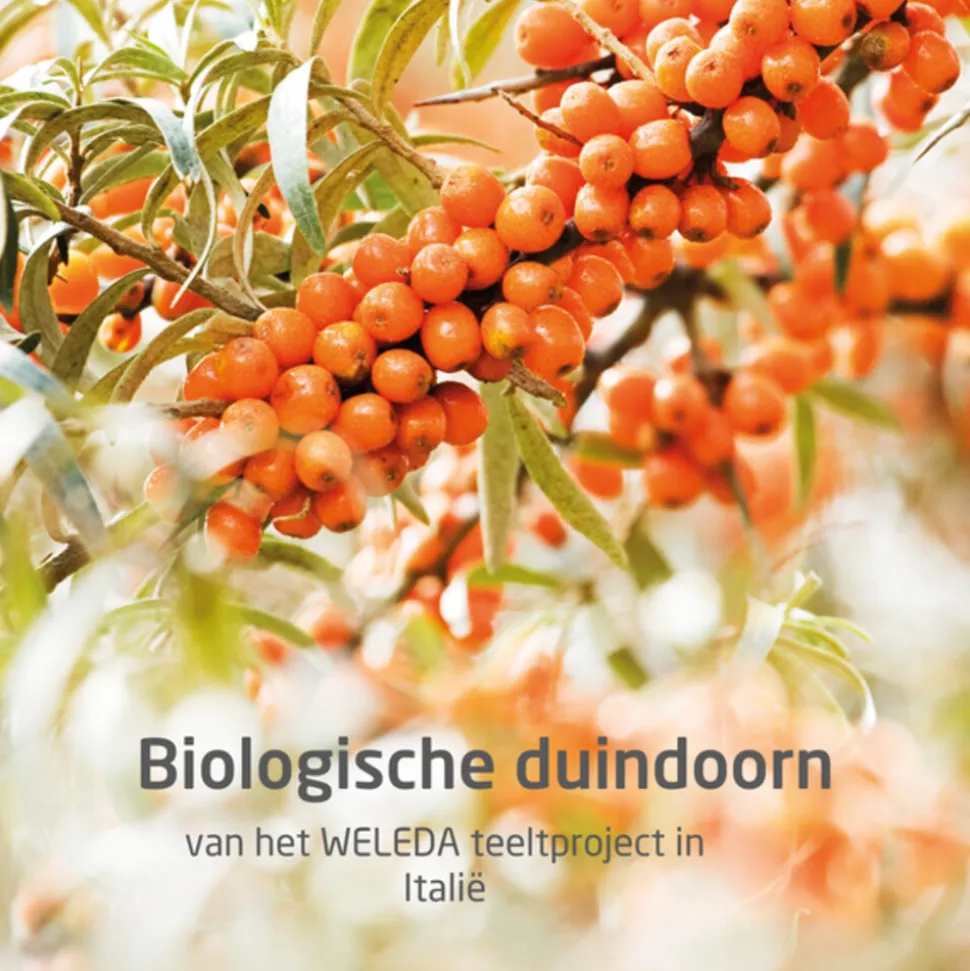WELEDA 24h Roll-On Deodorant Duindoorn 50 ml