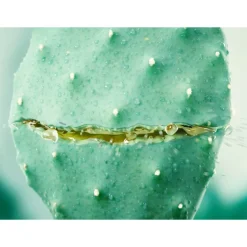 WELEDA Hydraterende Gezichtscreme Cactus & Aloe Vera 30 ml