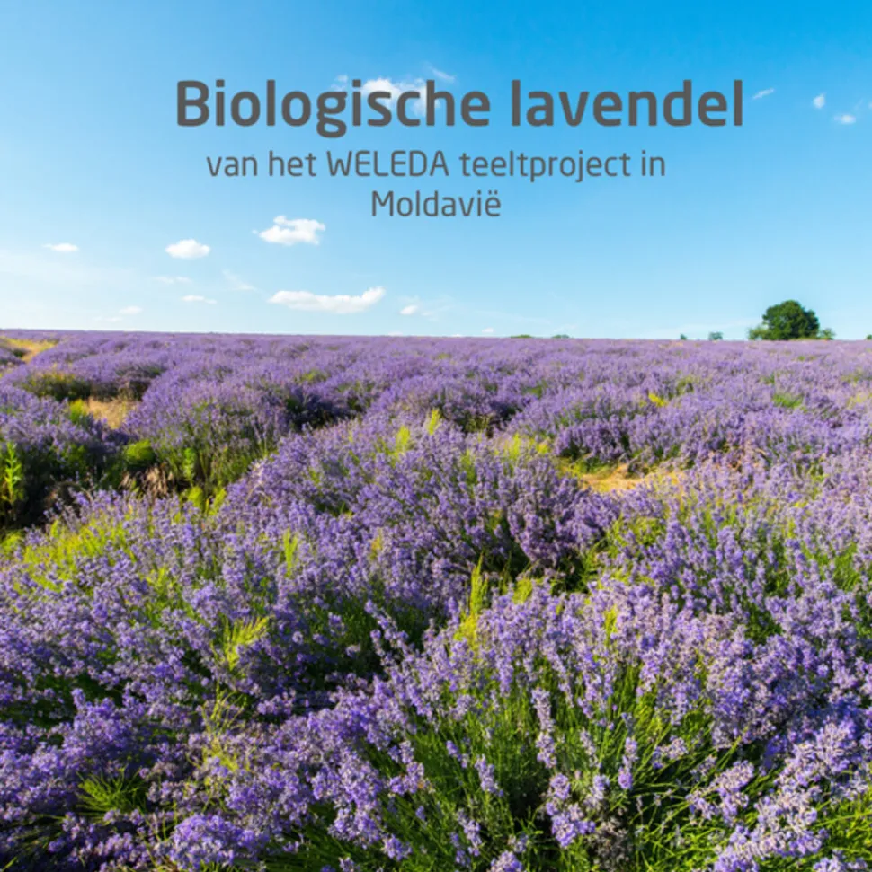 WELEDA Lavendel Ontspannende Body Olie 100 ml
