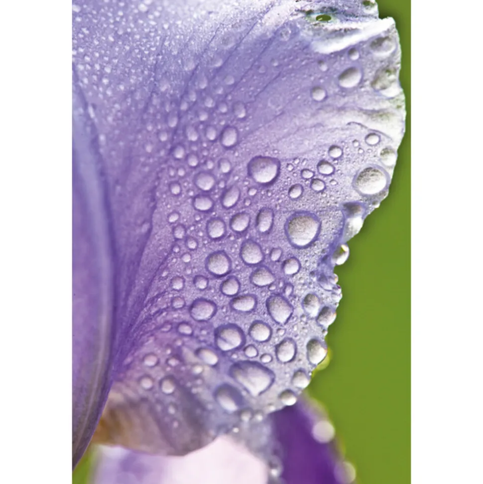 WELEDA Nachtcrème Iris Regenererende 30 ml