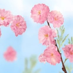 6x Kneipp Favourite Time Douche Foam Cherry Blossom 200 ml